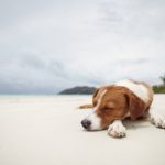 Foto Schlafender Hund am Strand